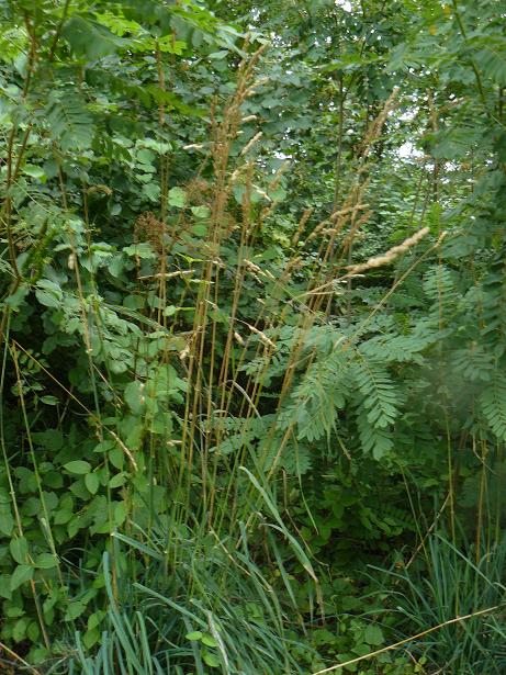 graminacea con claviceps - Festuca sp.